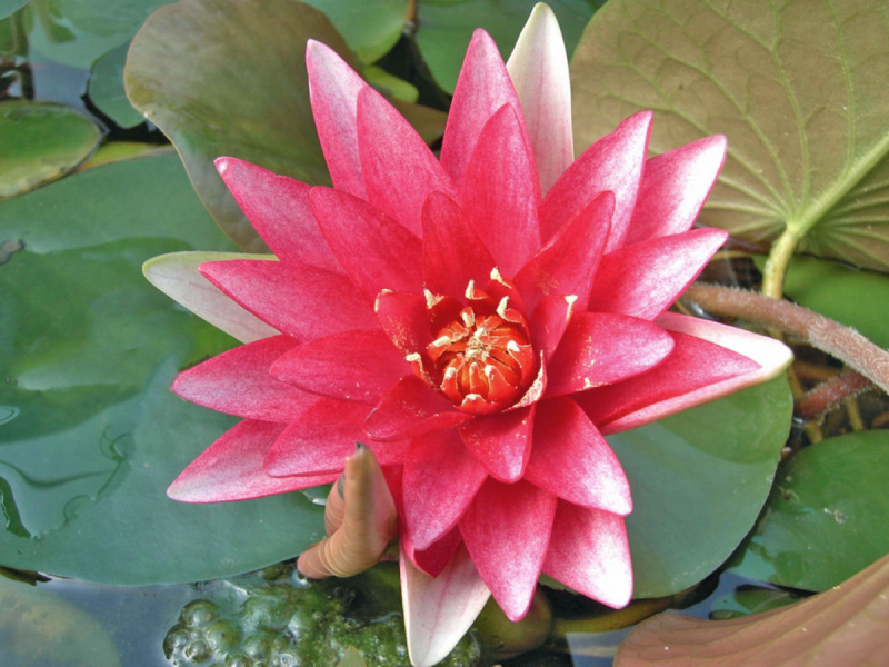 Nymphaea Attraction  rote Seerose